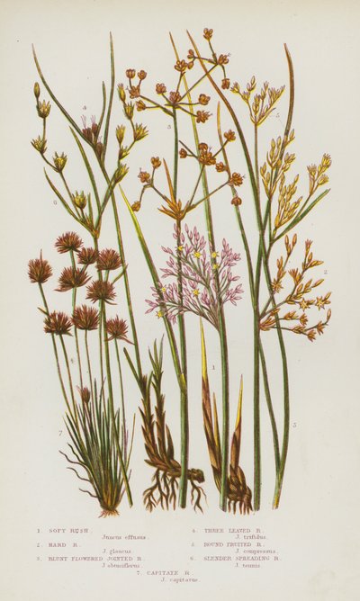 Ison-Britannian kukkivat kasvit: Soft Rush, Hard Rush, Blunt Flowered Jointed Rush, Three Leaved Rush, Round Fruited Rush, Slender Spreading Rush, Capitate Rush (värilitho) tekijältä English School