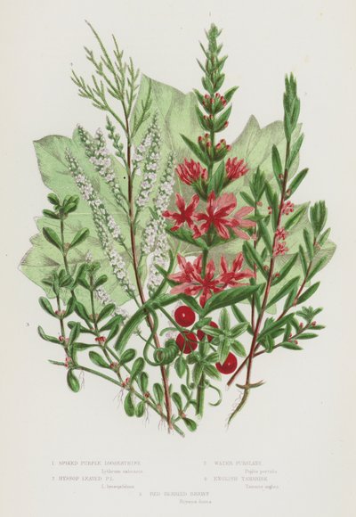 Ison-Britannian kukkivat kasvit: Spiked Purple Loosestrife, Iisop Leaved Purple Loosestrife, Water Pursiane, Englanti Tamarisk, Red Berried Briony (väri litho) tekijältä English School