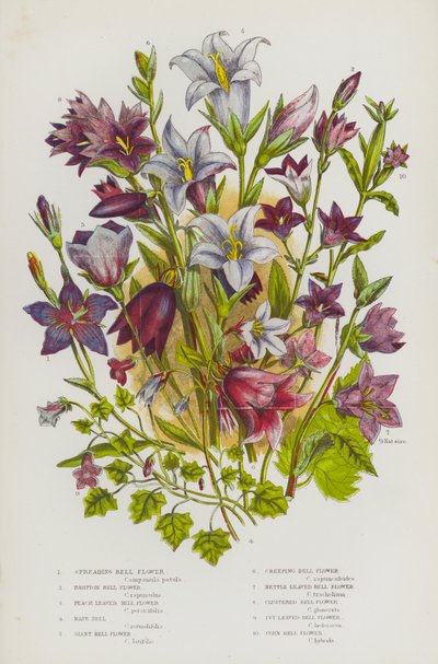 Ison-Britannian kukkivat kasvit: Bell Flower, Rampion Bell Flower, Peach Leaved Bell Flower, Hair Bell, Giant Bell Flower, Creeping Bell Flower, Nokkonen Leaved Bell Flower, Clustered Bell Flower, Ivy Leaved Bell Flower, Maissi Bell Flower (väri tekijältä English School