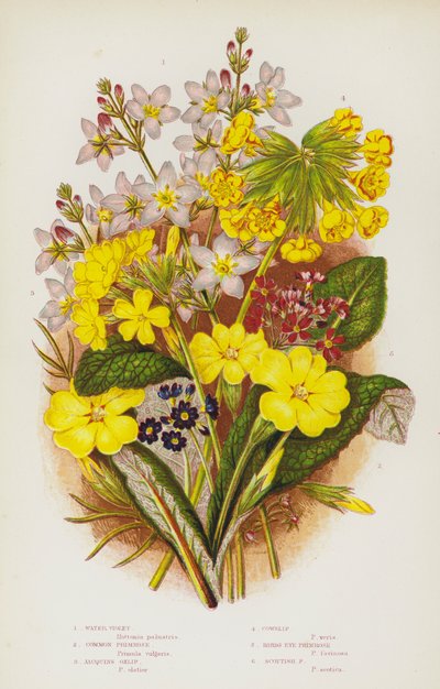 Ison-Britannian kukkivat kasvit: Vesivioletti, Primrose, Jacquins Oxlip, Cowslip, Birds Eye Primrose, Scottish Primrose (väri litho) tekijältä English School