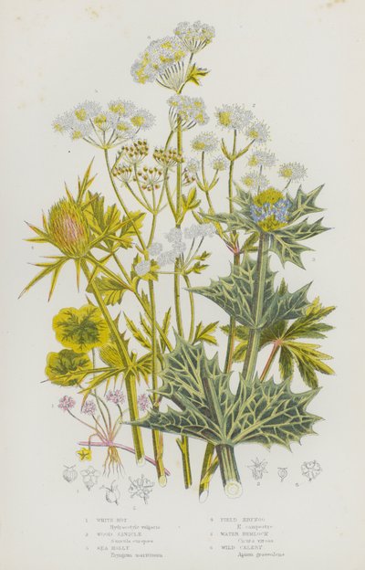 Ison-Britannian kukkivat kasvit: White Rot, Wood Sanicle, Sea Holly, Field Eryngo, Water Hemlock, Wild Selleri (väri litho) tekijältä English School