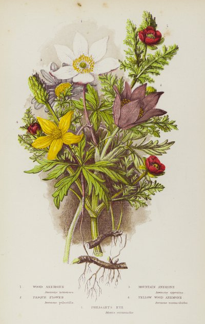 Ison-Britannian kukkivat kasvit: Wood Anemone, Pasque Flower, Mountain Anemone, Pasque Flower, Yellow Wood Anemone, Fasant