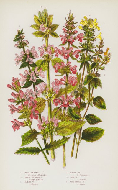 Ison-Britannian kukkivat kasvit: Wood Betony, Hedge Woundwort, Marsh Woundwort, Downy Woundwort, Corn Woundwort, Pale Annual Woundwort (väri litho) tekijältä English School