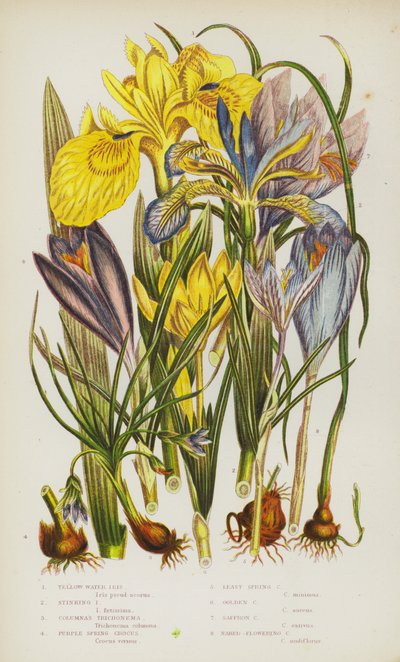Ison-Britannian kukkivat kasvit: Keltainen vesiiiris, Haiseva Iris, Columnas Trichonema, Purple Spring Crocus, Least Spring Crocus, Golden Crocus, Saffron Crocus, Naked-Flowering Crocus (väri litho) tekijältä English School