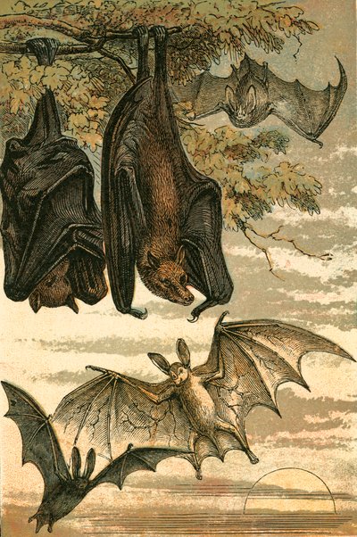 Flying Fox, Vampire Bat, Common Bat ja Spect Vampire tekijältä English School
