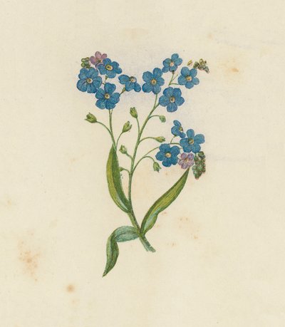 Unohda minua, Myosotis Palustris (väri litho) tekijältä English School