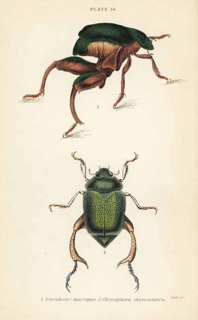 Sammakkojalkakuoriainen tai kengurukuoriainen, Sagra papuana 1 ja Shining leaf chafer -kuoriainen, Chrysophora chrysochlora tekijältä English School