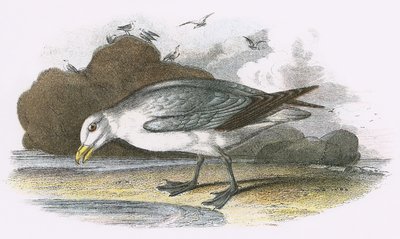 Fulmar tekijältä English School