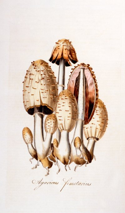 Sienet: Agaricus fimelarius [yleinen mustekorkki], kuvitus Flora Londiniensis [Lontoon kukkia], William Curtis, julkaistu 1777-98 (värikaiverrus) tekijältä English School