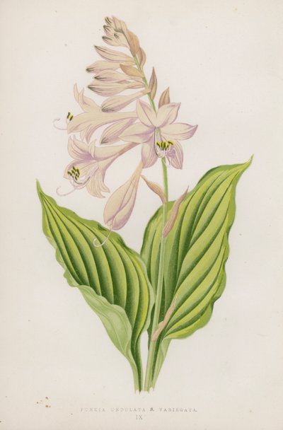 Funkia Undulata; B Variegata (värilitra) tekijältä English School