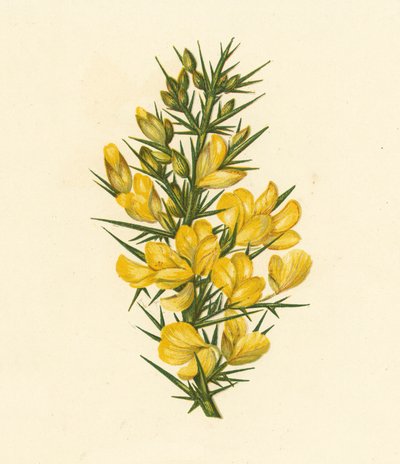 Furze, Ulex Europaeus (värilitro) tekijältä English School