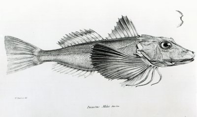 Galapagos Gurnard, levy 6 Charles Darwinin teoksesta "The Zoology of the Voyage of H.M.S Beagle, 1832-36" tekijältä English School