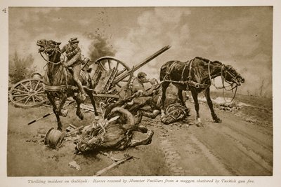 Gallipoli: Munster Fusiliersin pelastamat hevoset turkkilaisen tulipalon särkyneestä vaunusta, 1914-1919 tekijältä English School