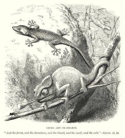 Gecko ja kameleontti (kaiverrus) tekijältä English School