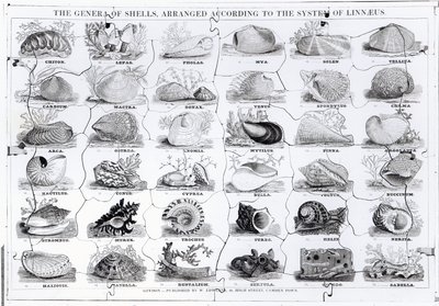 Genera of Shells palapeli, pub. kirjoittanut W. Edwards tekijältä English School