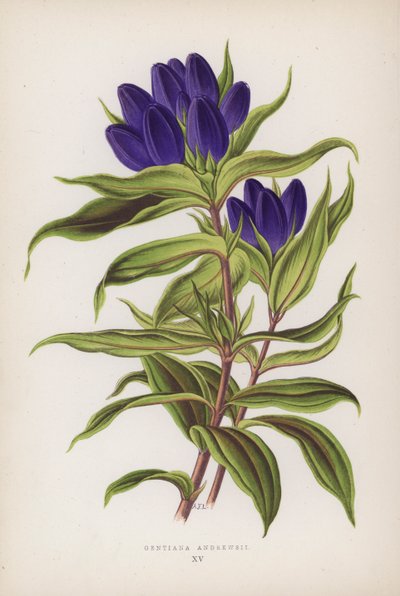 Gentiana Andrewsii (värilitro) tekijältä English School