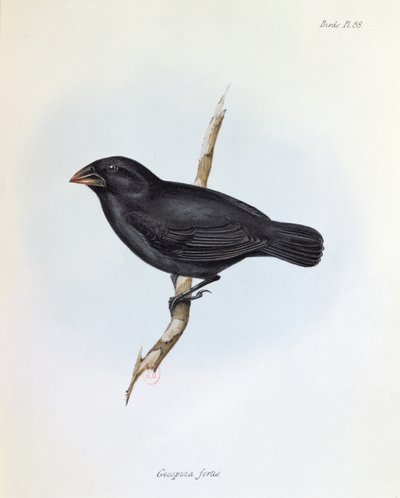 Geospiza Fortis, kuvitus teoksesta The Zoology of the Voyage of H.M.S. Beagle, 1832-36, kirjoittanut Charles Darwin (1809-92), 1840 tekijältä English School