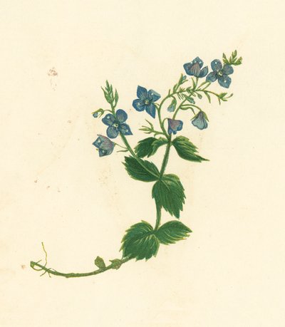 Germander Speedwell, Veronica Chamaedrys (värilitro) tekijältä English School
