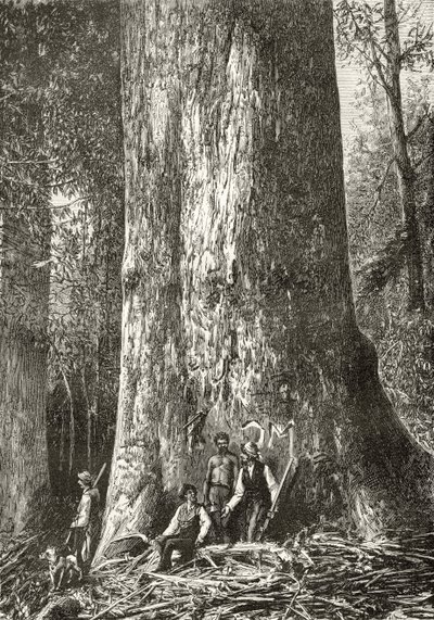 Giant Gum Tree, n. 1880, Howard Willoughbyn "Australian Pictures" -julkaisusta, julkaisija Religious Tract Society, Lontoo, 1886 tekijältä English School