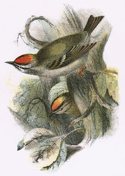 Goldcrest (alhaalla) ja Firecrest (ylhäällä) tekijältä English School