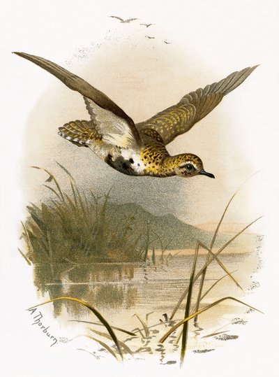 Golden Plover tekijältä English School
