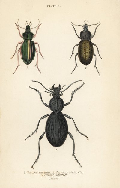 Kultainen maakuoriainen, Carabus auratus 1, maakuoriainen, Carabus clathratus 2 ja suuri musta maakuoriainen, Tefflus megerlei tekijältä English School
