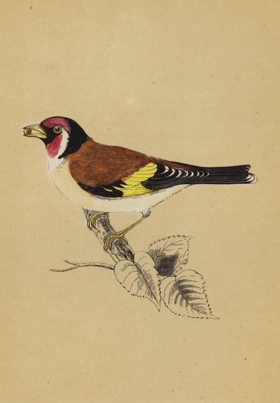 Goldfinch (väri litho) tekijältä English School