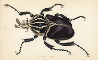Goljatkuoriainen, Goliathus goliatus (Goliathus magnus) tekijältä English School