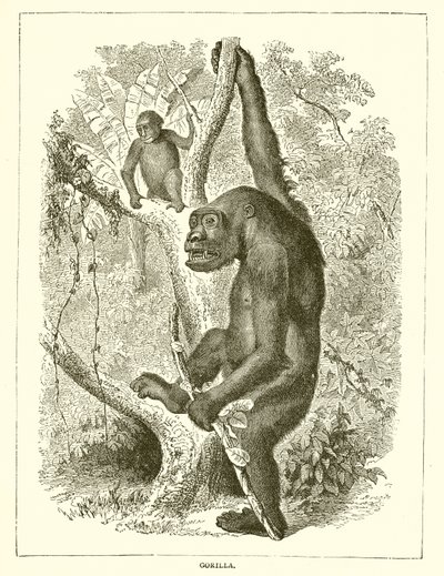 Gorilla tekijältä English School