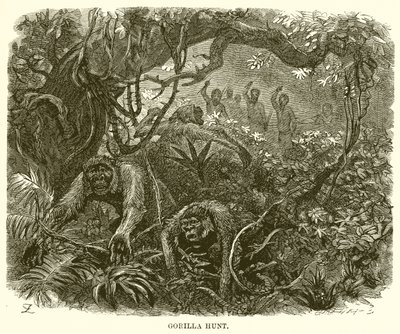 Gorilla metsästys tekijältä English School