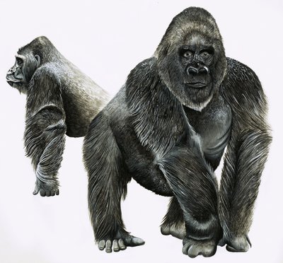 Gorillat tekijältä English School