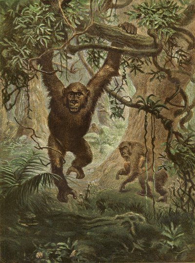 Gorillat kotona tekijältä English School