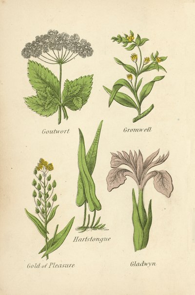 Goutwort, Gromwell, Hartstongue, Gold of Pleasure, Gladwyn tekijältä English School