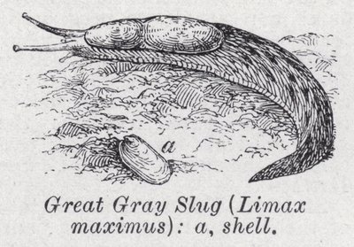 Suuri harmaa etana, Limax maximus (litho) tekijältä English School