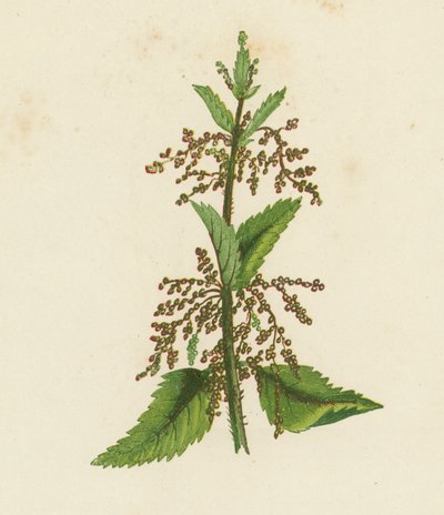 Vihreä nokkonen, Urtica Dioica (värilitra) tekijältä English School