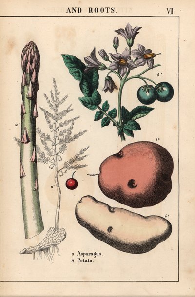 Vihreä parsa ja peruna   , julkaisusta "The Instructive Picturebook, or Lessons from the Vegetable World", [Charlotte Mary Yonge], Edinburgh tekijältä English School