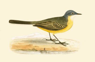 Harmaapäätikka, kuva Charles Robert Breen (1811-86) teoksesta "A History of the Birds of Europe Not Observed in the British Isles", julkaistu 1867. tekijältä English School