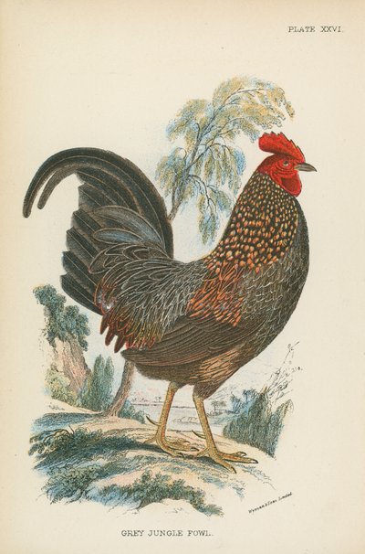 Harmaa Jungle Fowl tekijältä English School