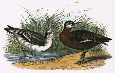 Harmaa phalarope tekijältä English School