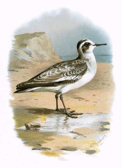 Harmaa phalarope tekijältä English School
