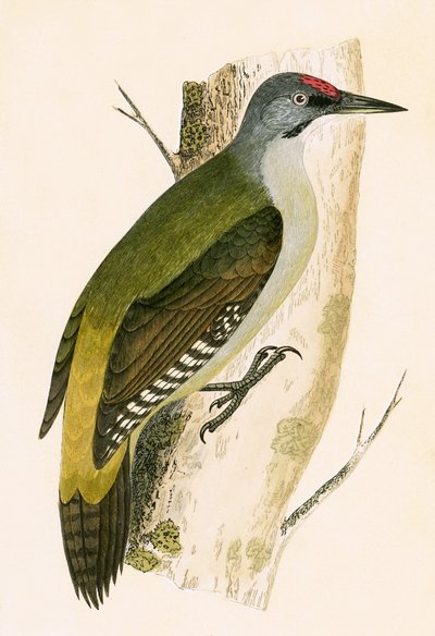 Gray Woodpecker, kuvitus Charles Robert Breen (1811-86) teoksesta "A History of the Birds of the Birds of the British Islands", julkaistu 1867 tekijältä English School