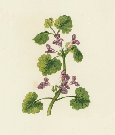 Ground Ivy, Glechoma Hederacea (väri litografia) tekijältä English School