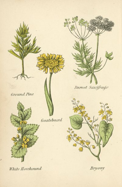 Jauhemänty, Burnet Saxifrage, Vuohenparta, Valkoinen metsäkoira, Bryony tekijältä English School