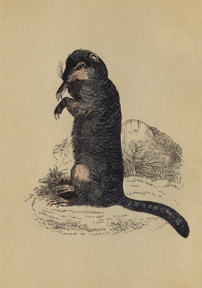 Maaorava (värilitografia) tekijältä English School