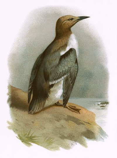 Guillemot tekijältä English School