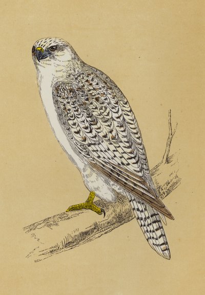 Gyr-Falcon (väri litho) tekijältä English School