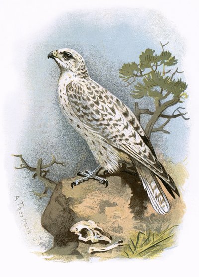 Gyr-Falcon tekijältä English School