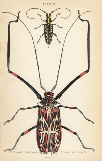 Harlekiinikuoriainen, Acrocinus longimanus 1, ja litteäkuoriainen, Taeniotes subocellatus tekijältä English School