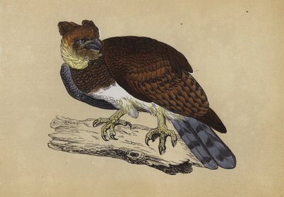 Harpy Eagle (väri litho) tekijältä English School