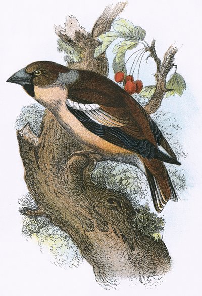 Hawfinch tekijältä English School